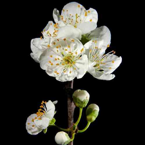 وحید حسن زاده فاطی فاطی چشات تموم زندگیمه عشق تو یه قسمت